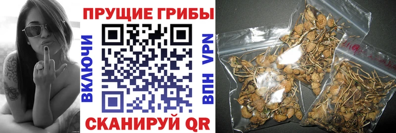 Галлюциногенные грибы GOLDEN TEACHER  mega онион  Шадринск 